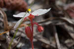 dwarf sundew